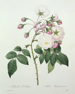 Adelia aurelianensis, Victor metszete a "Legszebb virágok válogatásából", 1827